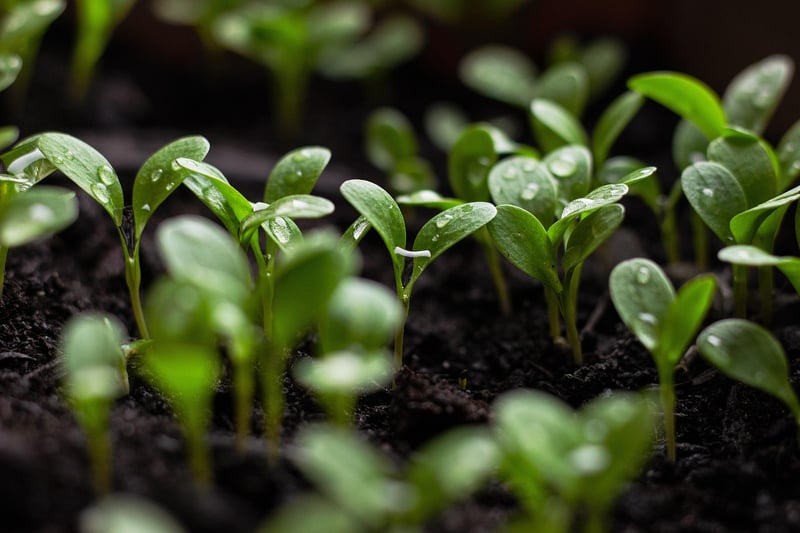 Sustainable Gardener